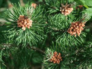 Scots pine(Pinus sylvestris)