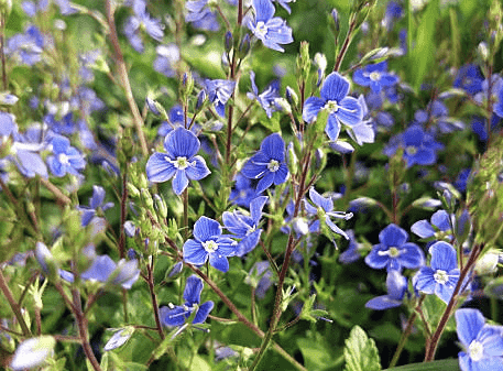 Corn speedwell