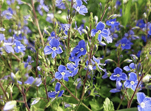 Corn speedwell(Veronica arvensis)