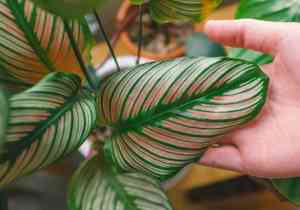 Pin stripe plant(Goeppertia ornata)