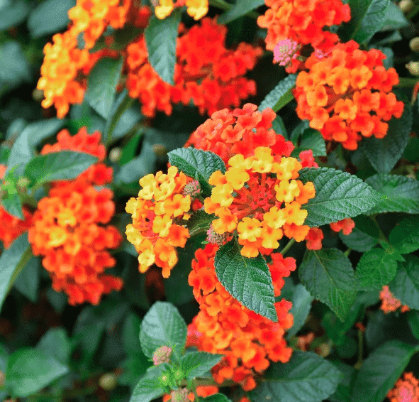 Common lantana(Lantana camara)