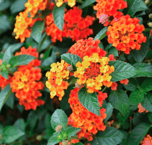 Common lantana(Lantana camara)
