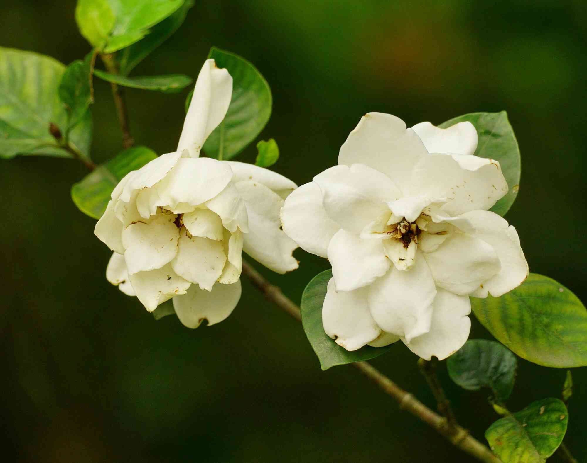 Cape jasmine(Gardenia jasminoides)