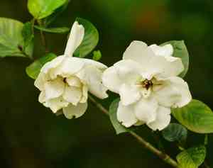 Cape jasmine(Gardenia jasminoides)