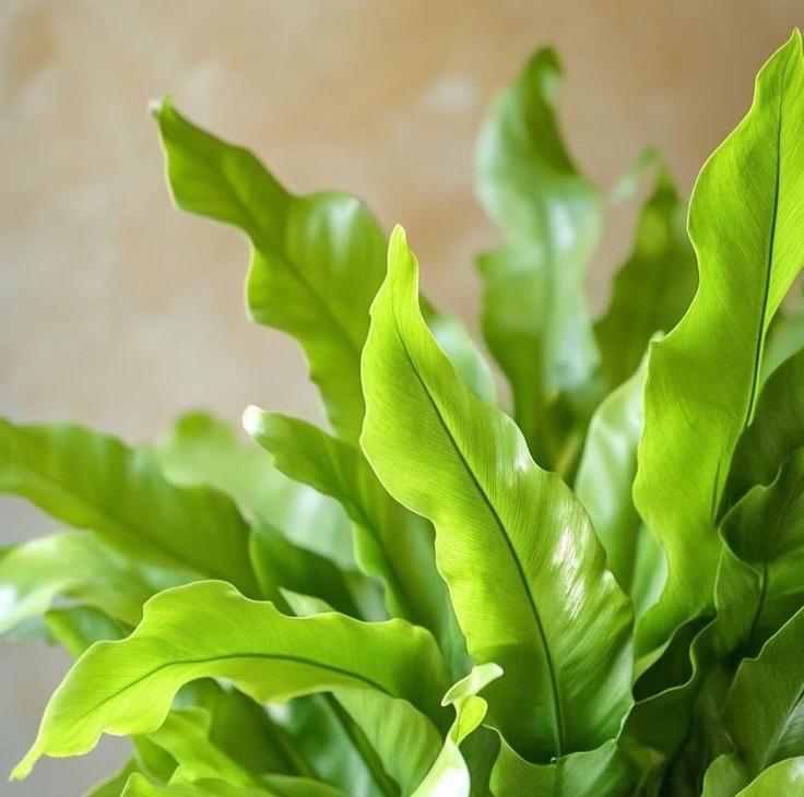 Bird's-nest fern