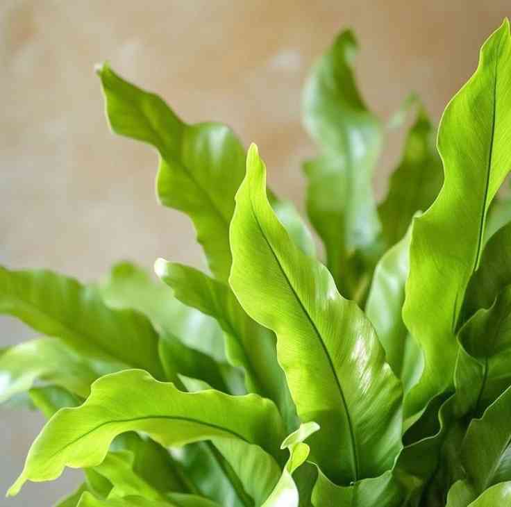 Bird's-nest fern