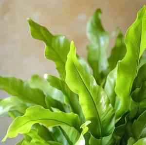 Bird's-nest fern(Asplenium nidus)