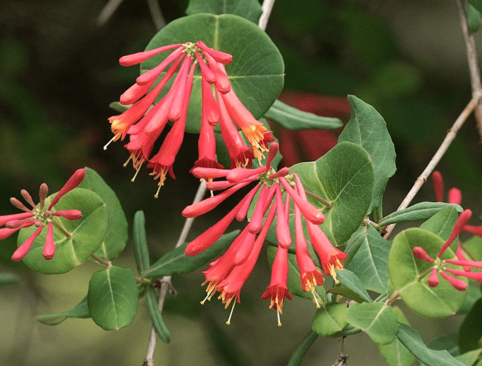 Trumpet honeysuckle