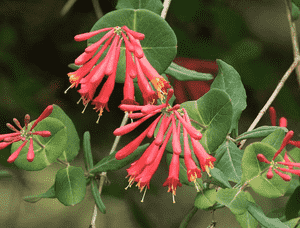 Trumpet honeysuckle(Lonicera sempervirens)