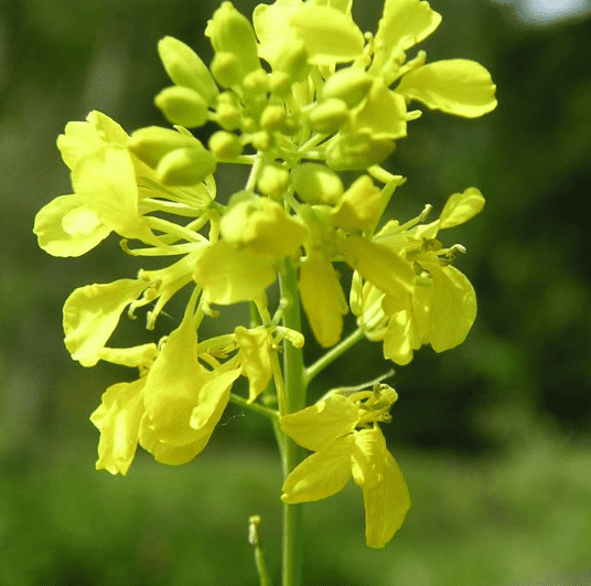 Black mustard(Brassica nigra)