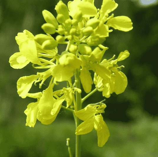 Black mustard(Brassica nigra)