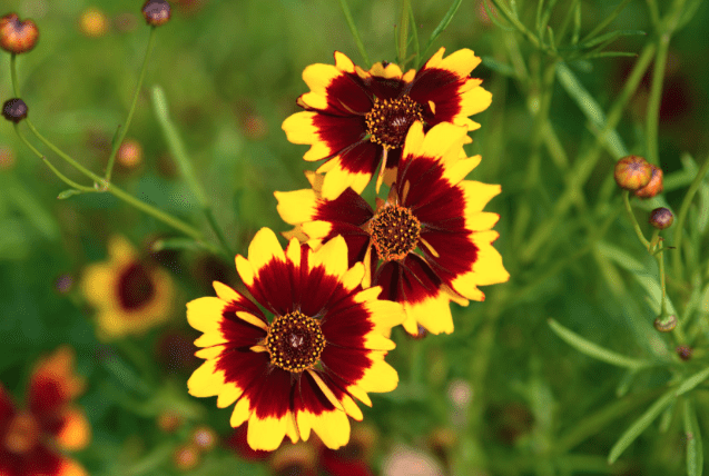 Plains coreopsis