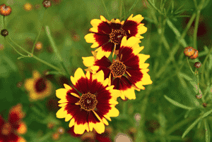 Plains coreopsis(Coreopsis tinctoria)