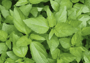 Virginia threeseed mercury(Acalypha virginica)