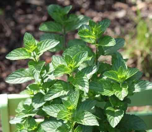 Spearmint