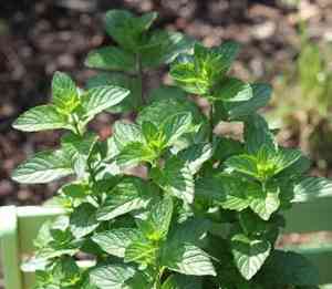 Spearmint(Mentha spicata)