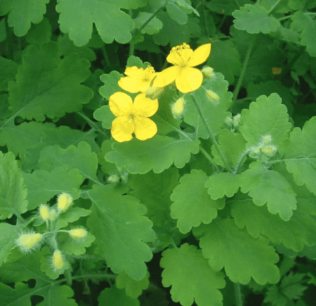 Greater celandine