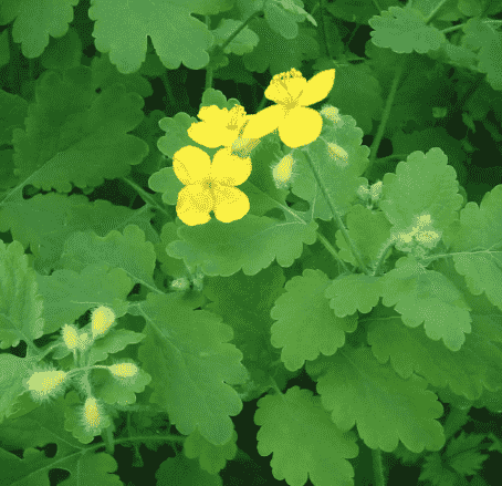 Greater celandine