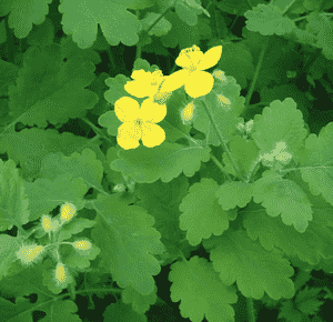 Greater celandine(Chelidonium majus)