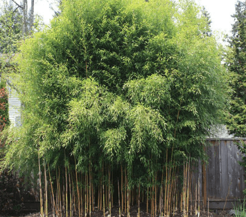Yellow groove bamboo