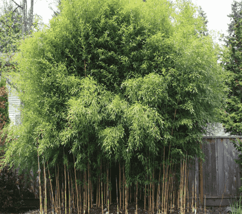 Yellow groove bamboo