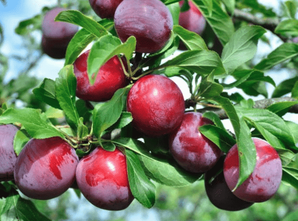 Chinese plum