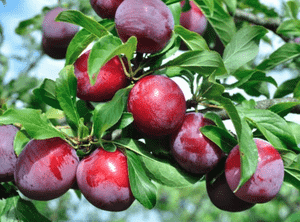 Chinese plum(Prunus salicina)
