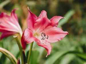 Belladonna lily(Amaryllis belladonna)