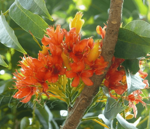 Moreton bay chestnut(Castanospermum australe)