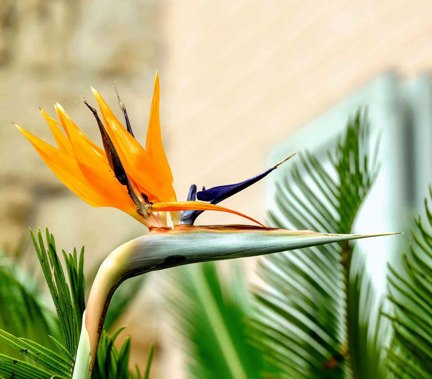 Bird of paradise(Strelitzia reginae)