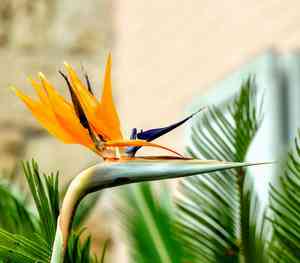 Bird of paradise(Strelitzia reginae)