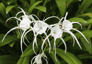 Beach spider lily(Hymenocallis littoralis)