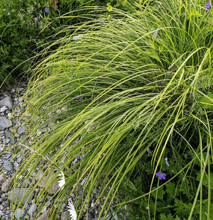 Berkeley sedge(Carex tumulicola)