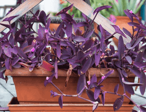 Purple heart(Tradescantia pallida)
