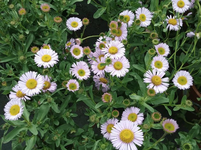 Seaside daisy (Erigeron glaucus) Care Guide: Pests, Diseases, Watering ...