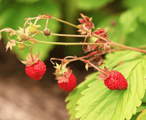 Wild strawberry(Fragaria virginiana)