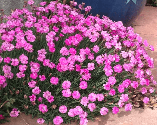 Cheddar pink