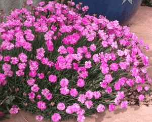 Cheddar pink(Dianthus gratianopolitanus)