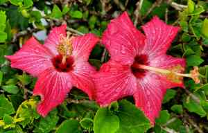 Hibiscus fragilis(Hibiscus fragilis)