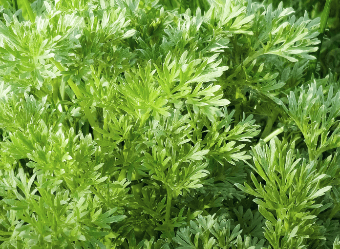 Optimal Soil for Growing Sweet wormwood: What You Need to Know ...