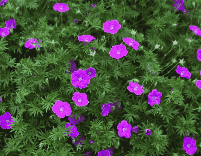 Bloody cranesbill