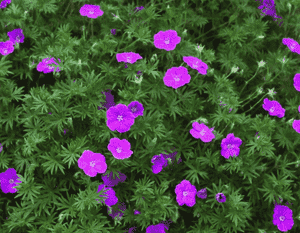 Bloody cranesbill(Geranium sanguineum)