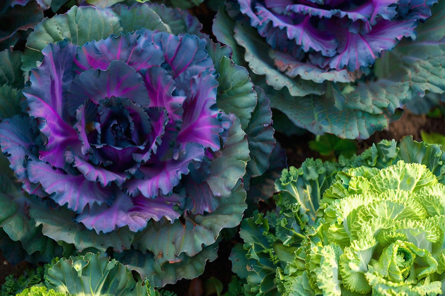 Cabbage