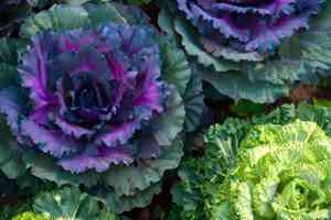 Cabbage(Brassica oleracea)
