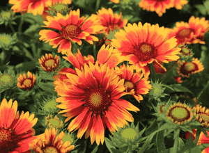 Common blanketflower(Gaillardia aristata)