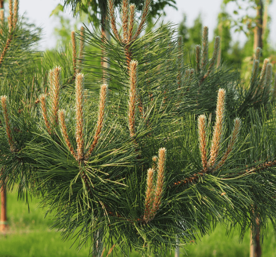 Austrian pine