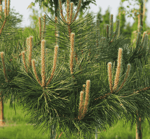 Austrian pine(Pinus nigra)