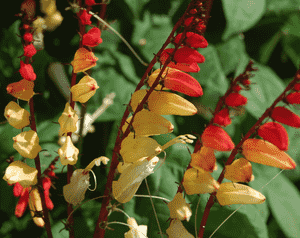 Spanish flag(Ipomoea lobata)