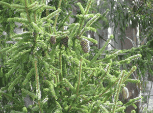 Norway spruce(Picea abies)