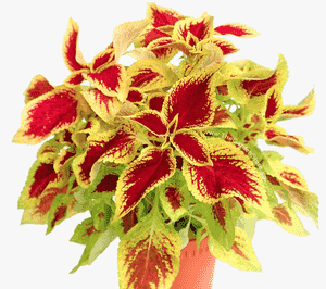 Plectranthus scutellarioides(Plectranthus scutellarioides)